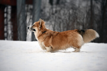 A cute young red-haired corgi squeezed his eyes shut with pleasure for a walk in the winter park. Happy dog. 