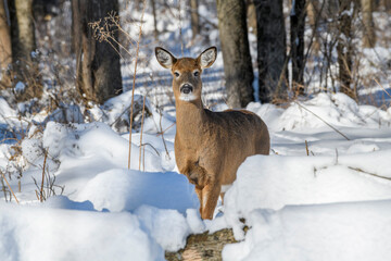Young doe in the snow