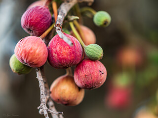 red rose buds