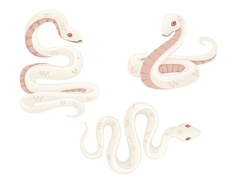 Set of white albino snake cartoon animal design flat vector illustration isolated on white background