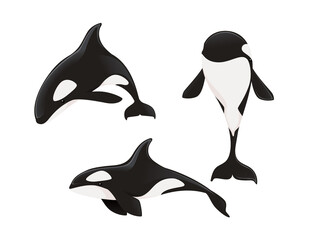 Set of Killer whale(Orcinus orca) cartoon animal design ocean mammal orca flat vector illustration isolated on white background © Alfmaler