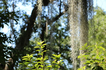 Trees and greenery