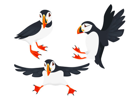 Set of Atlantic puffin bird cartoon animal design flat vector illustration isolated on white background