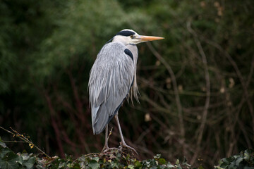 Portrait of heron standing at the top of the hedge in a public garden