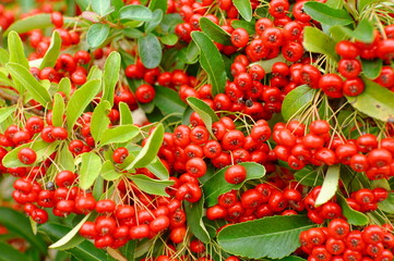 rotfruchtiger Feuerdorn, Pyracantha, Red Column