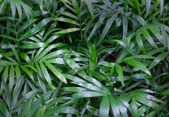 background of beautiful green leaves. Natural green background. tropical leaves