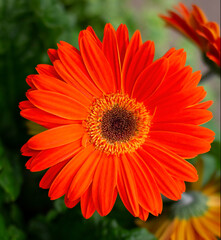 beautiful red gerbera in the foreground and green petals in the background