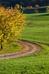 Dirt road around a colorful tree surrounded by green grass in a field near the Palatiante forest in Germany on a sunny fall day.