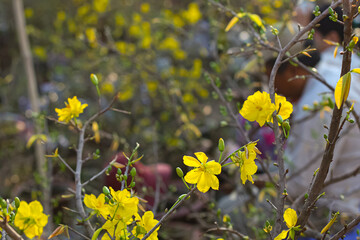 Close-up of yellow Ochna integerrima in the sunset sun in springtime lunar new year