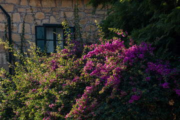 Fototapeta na wymiar blooming bougainvillea on the background of the wall of the old house