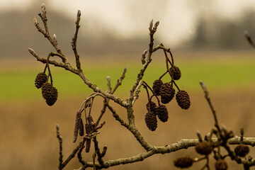 szyszki, nasiona © Kornel