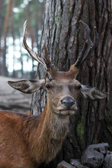 deer antler