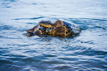 Mating Hawaiian sea turtles