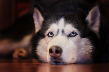 Beautiful portrait cute siberian husky dog lying on the wooden floor. Adorable pet.