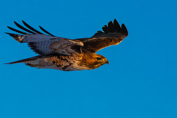 Red Tailed Hawk (Buteo jamaicensis) soaring in late afternoon warm light.  Photographed in Lassen County, California USA.   