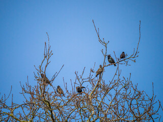 Group of Starlings on a Treetop