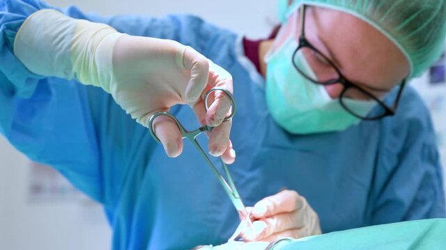 Female Veterinary surgeon operating in the operating room of a veterinary clinic. Vet doing surgery in the clinic. Medicine, pet, animals, health care and people concept. High quality 4k footage
