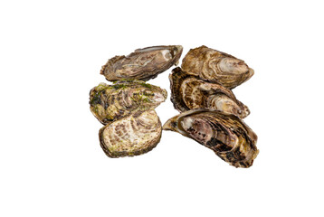 Fresh oysters in shells lie on a white background
