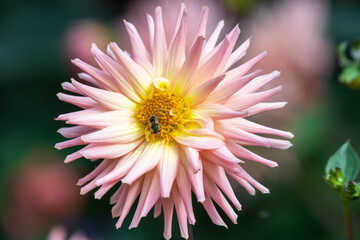Obraz premium Close up of a pink dahlia in bloom