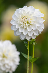 White dahlias in bloom