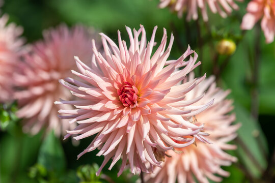 Close up of a pink dahlia in bloom