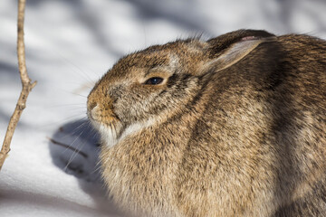 eastern cottontail in Canadian winter