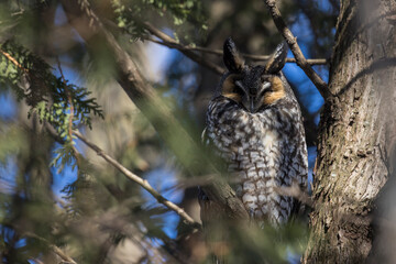 long-eared owl (Asio otus) in winter