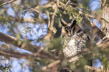 long-eared owl (Asio otus) in winter