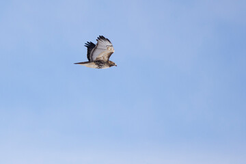 red-tailed hawk (Buteo jamaicensis) in flght