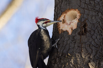 Male pileated woodpecker (Dryocopus pileatus) in winter