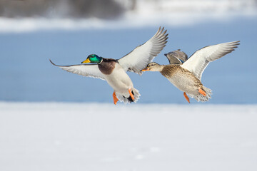 mallard flying in Canadian winter flight