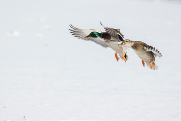 mallard flying in Canadian winter flight