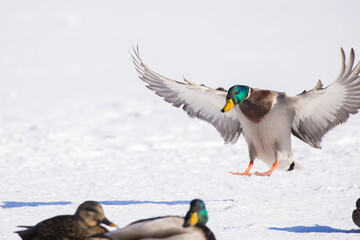 mallard flying in Canadian winter flight