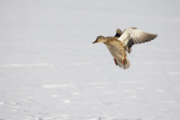 mallard flying in Canadian winter flight