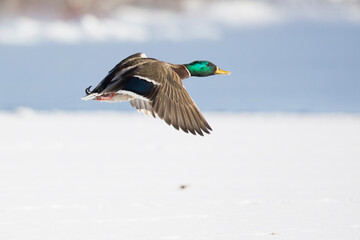 Obraz premium mallard flying in Canadian winter flight