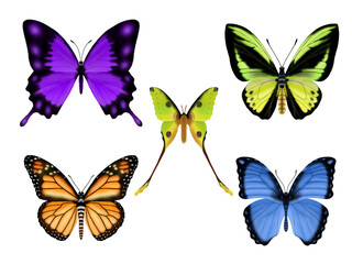 Fototapeta na wymiar Set of beautiful colorful butterflies
