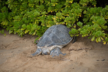 napping sea turtle