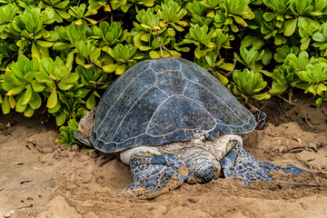 shy sea turtle