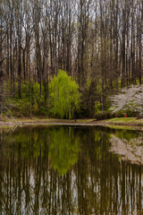 Fototapeta na wymiar Weeping Willow by a Lake