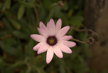 Obraz premium pink and white flower