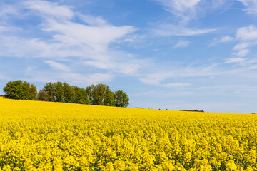 Obraz premium Rapsblüte 10