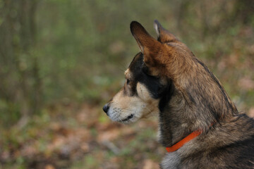Fototapeta premium Portrait of a muzzle of a brown-beige dog with sad eyes on a blurred background of nature 