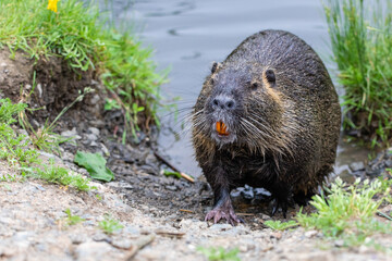 Nutria 46