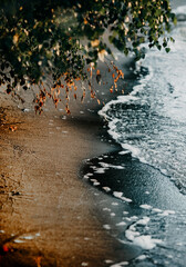 autumn leaves on the water