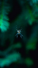 Botanic garden, eco-park, day off photoshoot, sunset and nature