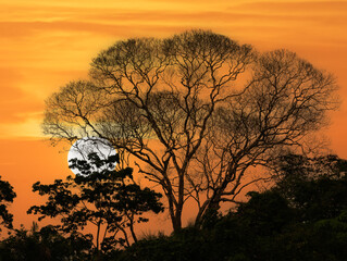 Landscape of the Amazon jungle, in Lago Sandoval, Tambopata, Peru