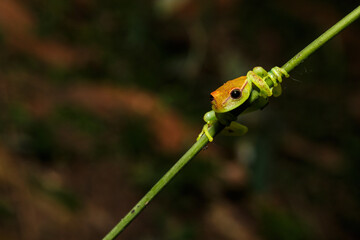 Portrait of a tree frog in the Amazon rainforest