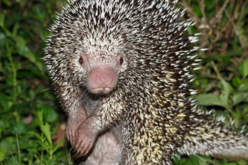 Portrait of a brazil porcupine
