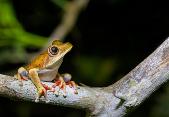 RANA NOCTURNA, TAMBOPATA.