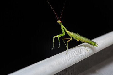 Praying mantis captured against a black background and with studio lighting
